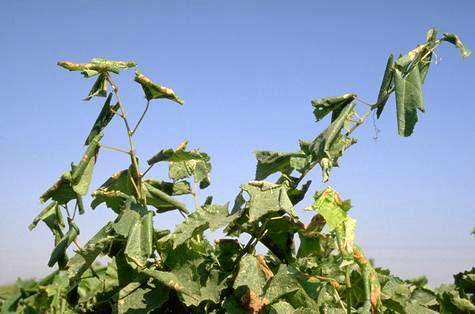 Crop damaged by grape leaffolder.