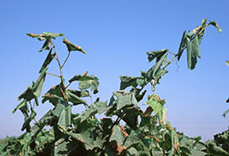 Numerous leaves rolled by larvae of grape leaffolder.