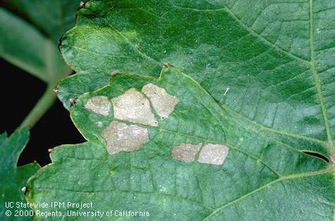 Crop damaged by grape leaffolder.