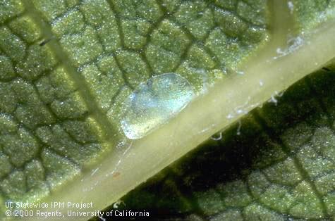 Egg of grape leaffolder.