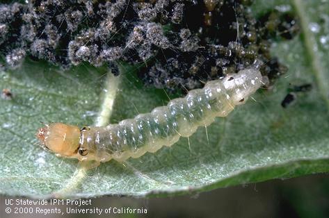 Larva of grape leaffolder.