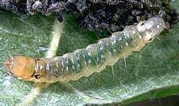 Larva of grape leaffolder and its dark fecal pellets.