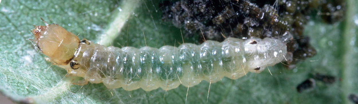 Grape leaffolder, Desmia funeralis, larva.