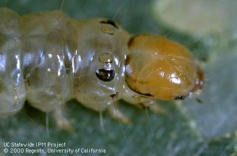 Larva of grape leaffolder.