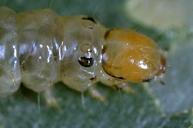 A grape leaf curled and tied together with silk by the larva of a grape leaffolder, Desmia funeralis.