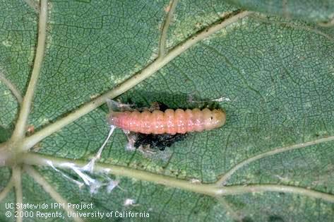 Prepupa of grape leaffolder.