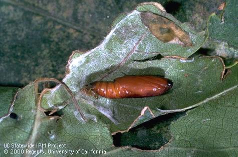 Pupa of grape leaffolder.