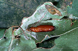 Pupa of grape leaffolder.