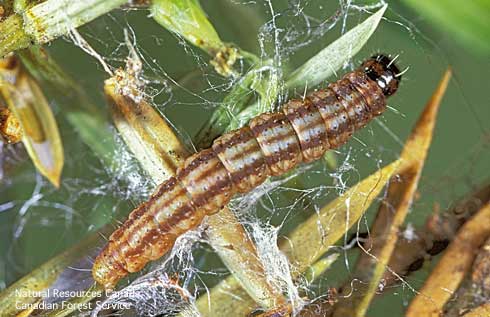 Juniper webworm, <i>Dichomeris marginella</i> (Gelechiidae), larva and its chewing damage and silken excretions on juniper needles.