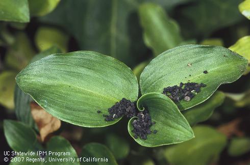 Dark caterpillar fecal pellets lodged in leaves of groundcover growing beneath a caterpillar-infested shrub. 