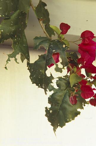 Bougainvillea leaves chewed by bougainvillea looper, <I>Disclisioprocta stellata.</I> .