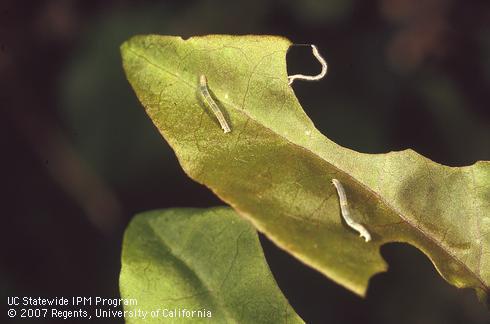 Bougainvillea loopers, <I>Disclisioprocta stellata,</I> on chewed bougainvillea leaves. 