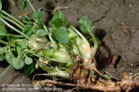 Crop damaged by stem nematode.