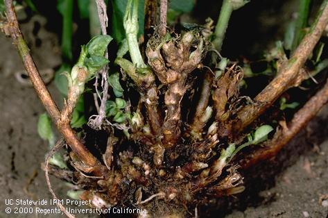 Crop damaged by stem nematode.