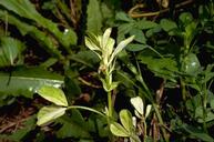 Crop damaged by stem nematode.