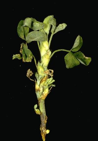 Crop damaged by stem nematode.