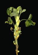 Plant infected with stem nematodes