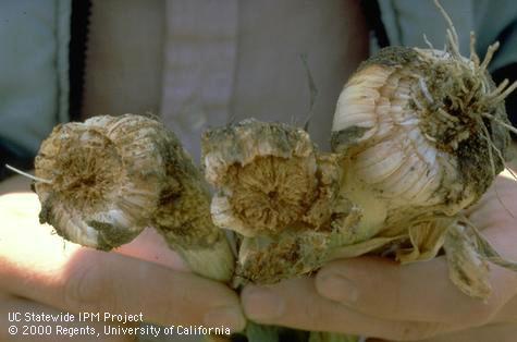 Garlic bulbs infested by stem and bulb nematode, <i>Ditylenchus dipsaci.</i>.