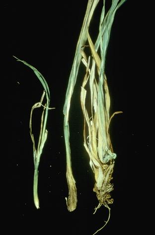 Crop damage by stem and bulb nematode.