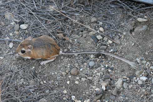 Adult Heermann's kangaroo rat, <i>Dipodomys heermanni.</i>.