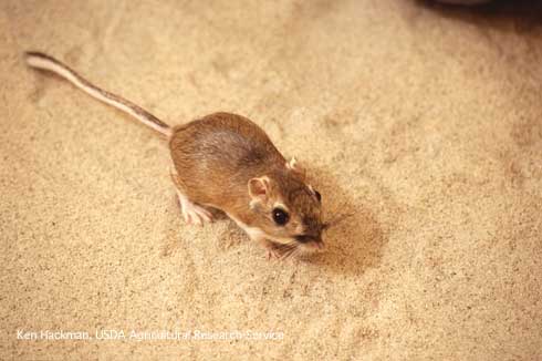 Adult kangaroo rat, <i>Dipodomys</i> sp.