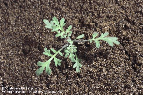 Seedling at the four-leaf stage. Could be tansy mustard, Descurainia pinnata (Joe DiTomaso).   Credit: Jack Kelly Clark