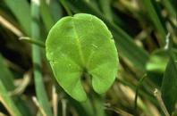 Kidney-weed dichondra