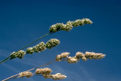 Flower heads of orchardgrass.    Credit: Bill B. Fischer