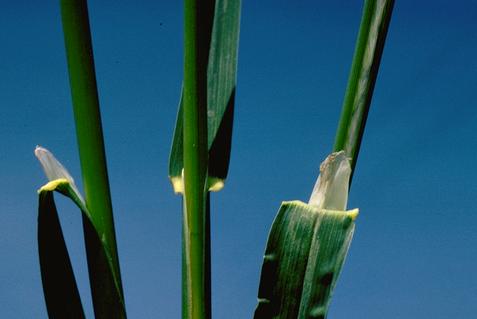 The collar region of orchardgrass.    Credit: Bill B. Fischer