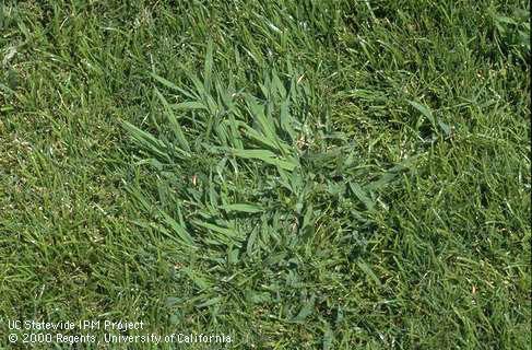 Smooth crabgrass growing in a bermudagrass lawn.