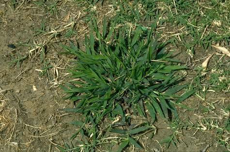 A mature smooth crabgrass plant infesting dichondra.