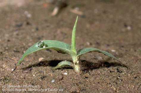 Seedling of smooth crabgrass, <I>Digitaria ischaemum</I><TT>.</TT>.