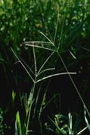 Large crabgrass