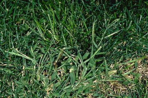 A mature hairy crabgrass plant.