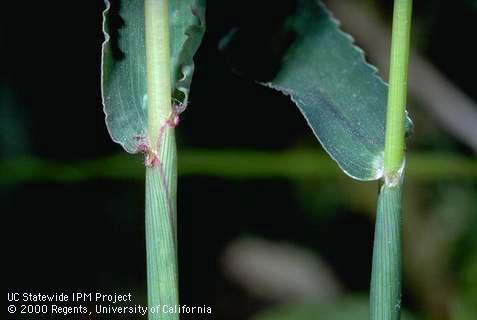 Collar region of large (hairy) crabgrass, <I>Digitaria sanguinalis</I><TT>.</TT>.