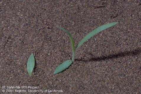 Seedling of large crabgrass, hairy crabgrass.