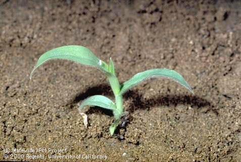 Seedling of large crabgrass, hairy crabgrass.