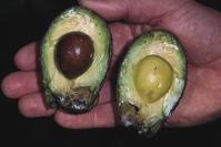 Avocado fruit showing dark decay with a well-defined margin, damage from stem end rot, caused by Dothiorella gregaria and Alternaria spp.