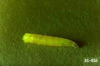 Seedcorn maggot larva.