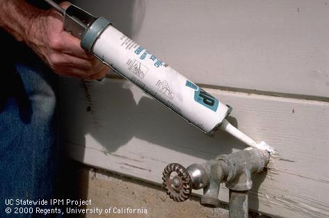 Caulking cracks around a faucet for pest exclusion.