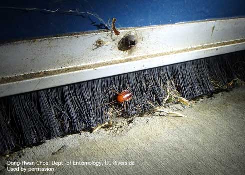 Brush-style door sweep on an exterior door, preventing cockroaches from entering structures or other rooms within a building.