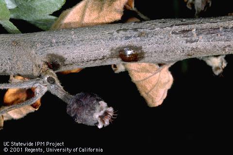 Bacterial ooze on twig from fire blight infection.