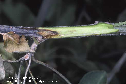 Fire blight, <i>Erwinia amylovora,</i> canker exposed in an apple shoot. At the leading edge of this spreading bacterial infection (photo center), the pale wood is flecked reddish.