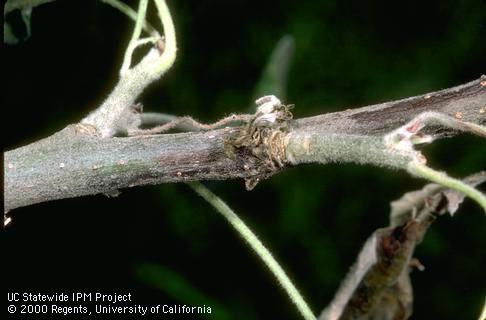 Branch damaged by fireblight.