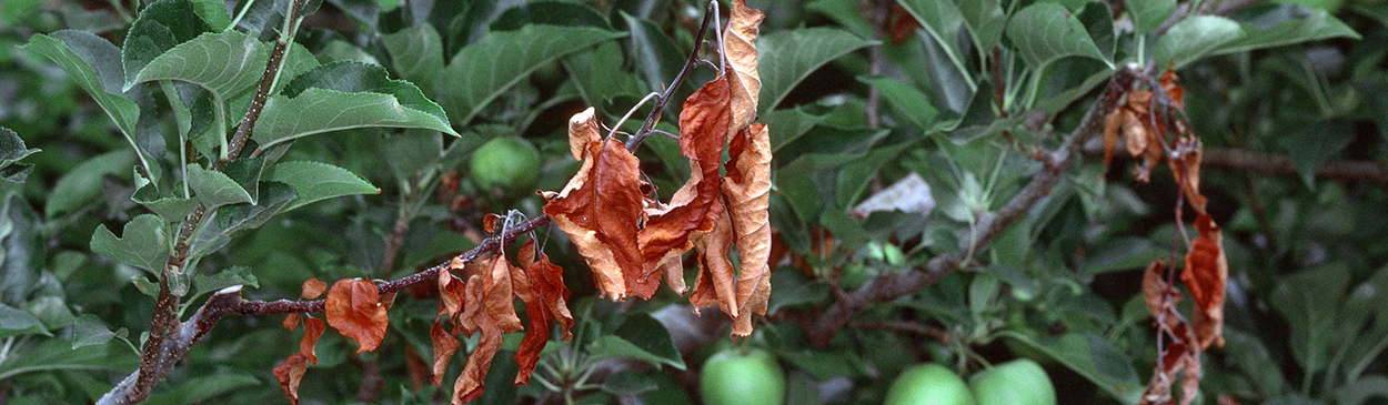 Foliage damaged by fire blight.