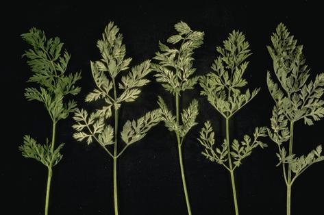 White powdery growth of Erysiphe polygoni on a carrot leaf.