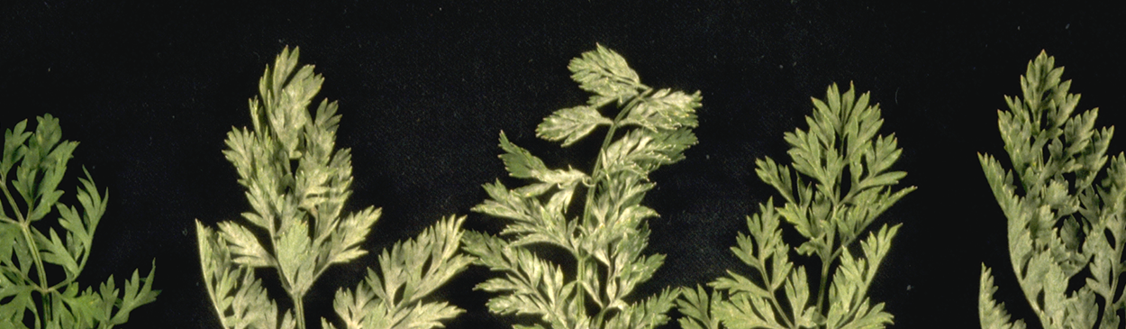 White powdery growth of Erysiphe polygoni on a carrot leaf.