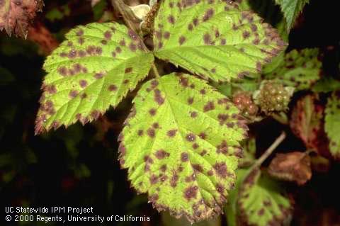 Purple and gray spots on leaves of boysenberry with anthracnose, <i>Elsinoe</i> sp.