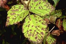 Purple leaf spots on boysenberry with anthracnose.