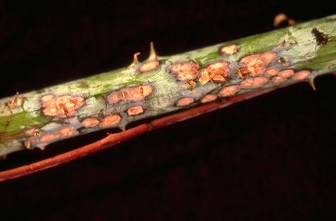 Circular, sunken spots with purple margins on a raspberry cane with anthracnose, <i>Elsinoe</i> sp.